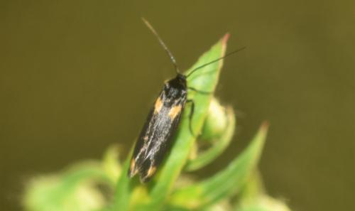 Réf. 344 632 : Scythris sinensis